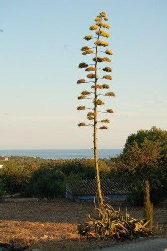 Masia Bartomeu Rural House Between Vineyards 2Km From The Beach 埃勒凡达尔 外观 照片